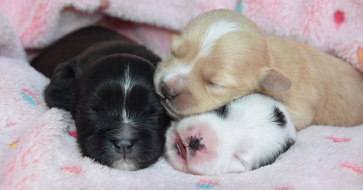 Havanese Puppies for Sale in Boone, North Carolina Simply Southern Pups